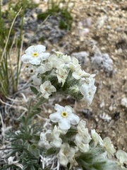 Oreocarya subcapitata