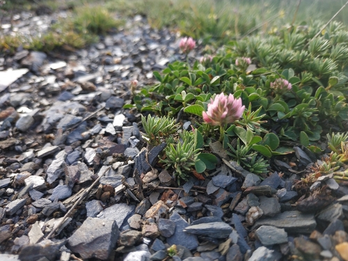 Image of Trifolium thalii by (c) Tim Johnson, some rights reserved (CC BY)