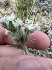 Oreocarya subcapitata