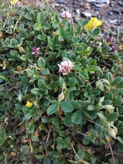 Trifolium thalii