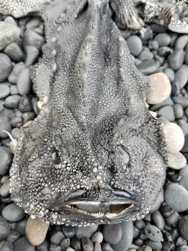 Lumpsucker