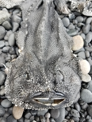 Cyclopterus lumpus