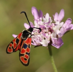 Zygaena hilaris