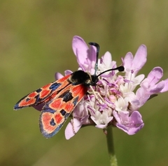 Zygaena hilaris