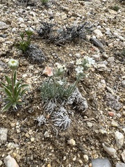 Oreocarya subcapitata