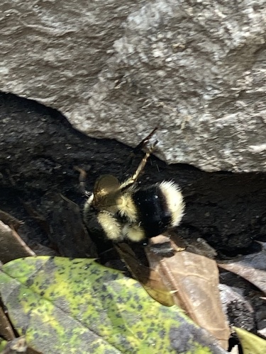 Bombus eurythorax (Bombus eurythorax)