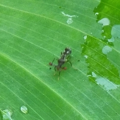 Megalabops quadriguttata