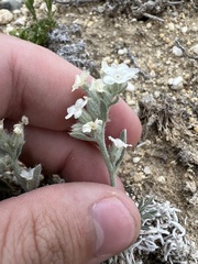 Oreocarya subcapitata
