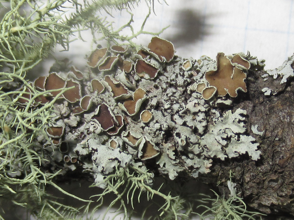 Hypotrachyna pulvinata
