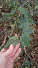Abutilon × hybridum