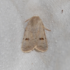 Caradrina kadenii