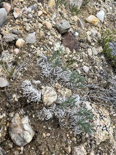 Wallowa Cryptantha (Oreocarya subcapitata)