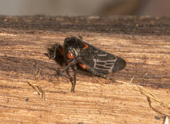 Eurymeloides lineata