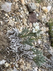 Oreocarya subcapitata
