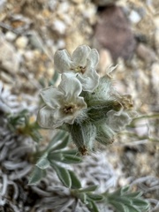 Oreocarya subcapitata