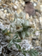 Oreocarya subcapitata