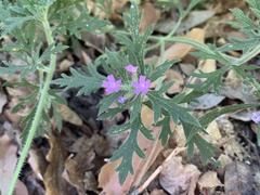 Glandularia chiricahensis