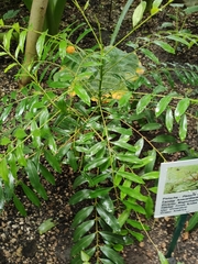 Simarouba