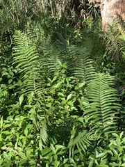 Telmatoblechnum indicum