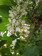 Prunus padus
