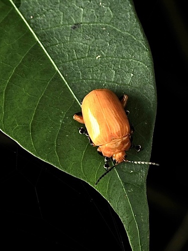 Podontia lutea