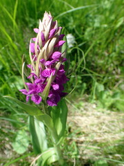 Dactylorhiza purpurella