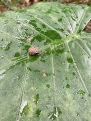 Aegista