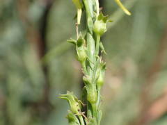 Linaria angustissima