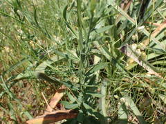 Linaria angustissima