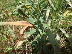 Linaria angustissima