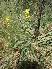Linaria angustissima