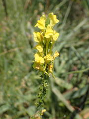 Linaria angustissima