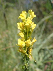 Linaria angustissima