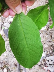 Prunus padus