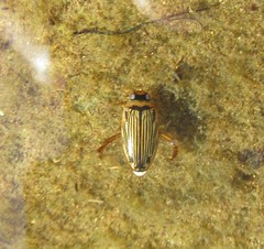 Lancetes lanceolatus