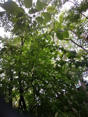 Prunus padus