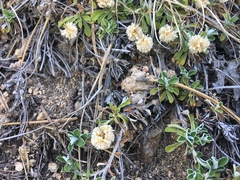 Antennaria marginata