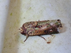 Lignispalta incertissima