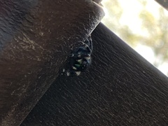 Phidippus audax
