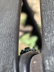Phidippus audax