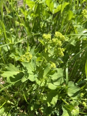 Alchemilla subcrenata