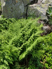 Athyrium distentifolium