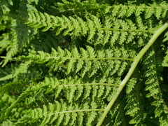 Athyrium distentifolium