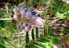 Vicia orobus