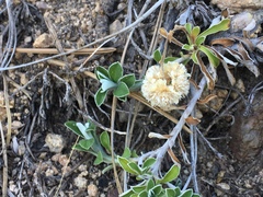 Antennaria marginata