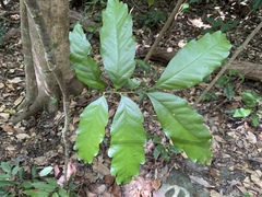 Toechima daemelianum