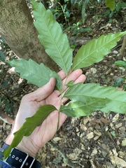 Toechima daemelianum