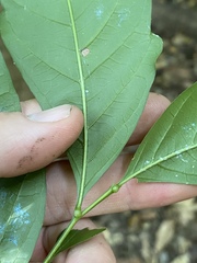 Toechima daemelianum