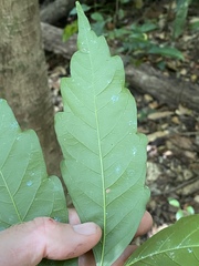 Toechima daemelianum