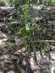 Dracaena angustifolia